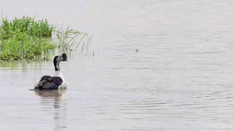 Knob-billed duck dunks head into wetland pond water with copy space Stock Footage 313330237