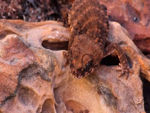 Knob Tail Gecko Stock Footage 99805296