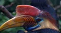 Knobbed Hornbill bird very close up portrait HD Footage