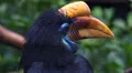 Knobbed Hornbill bird very close up portrait HD Footage