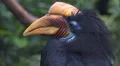 Knobbed Hornbill bird very close up portrait HD Footage