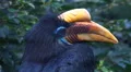 Knobbed Hornbill bird very close up portrait HD Footage