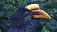 Knobbed Hornbill Bird Very Close Up Portrait Stock Footage