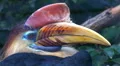 Knobbed Hornbill bird very close up portrait HD Footage