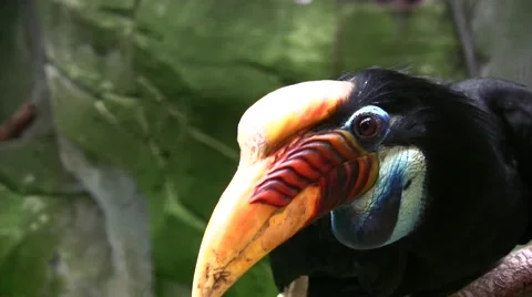 Knobbed Hornbill close up Stock Footage 51426663