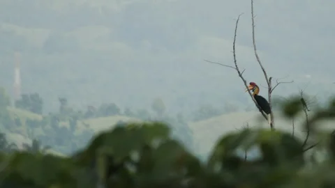 Knobbed Hornbill Panting In Dead Tree Stock Footage 195209684