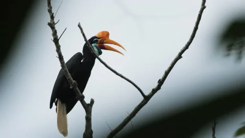 Knobbed Hornbill Perched In Dead Tree Video stock 195210705