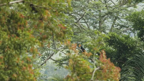 Knobbed Hornbill Sits In Distant Tree Stock Footage 195206372