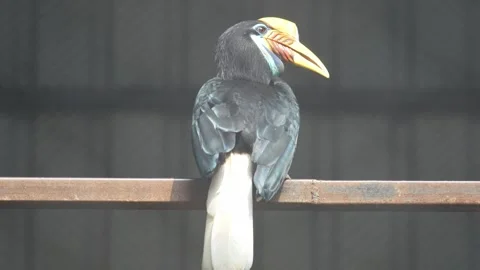 The Knobbed Hornbill is in the zoo. Stockbeeldmateriaal 328850541