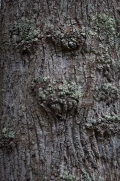 Knobby furrowed tree bark on a tree trunk Stock Photos
