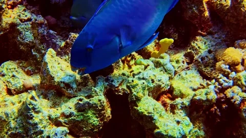 Knobsnout parrotfish Scarus ovifrons strong blue color lurking around coral Stock Footage 326280106