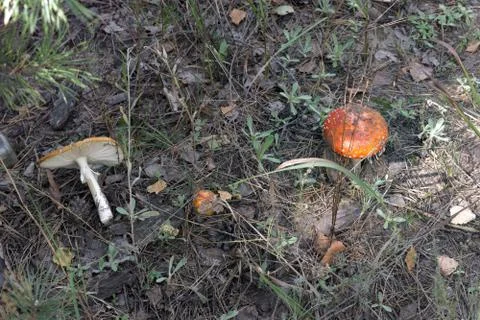 Knocked down fly agaric. See on the gills on the bottom side of orange flat p Stock Photos