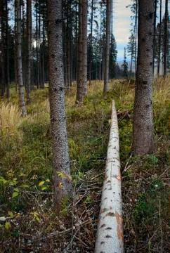 Knocked down a tree in the forest Stock Photos
