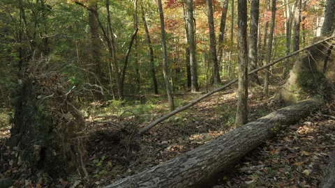 Knocked Down Trees 스톡 동영상 151663604