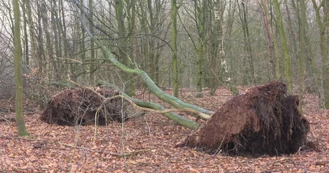 Knocked-down trees in forest, uprooted Stock Footage 85842493