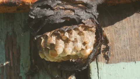 Knocking down burned wasp nest with stick Stock Footage 90096265