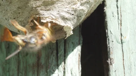Knocking on the nest and chasing the wasp Stock Footage 90096422