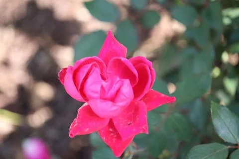 Knockout Rose Stock Photos