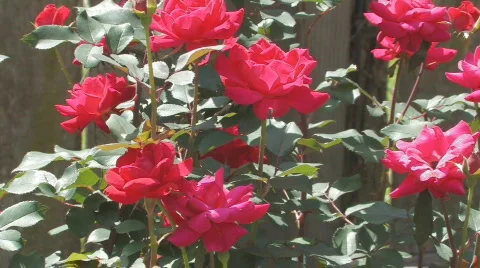 Knockout Roses in a garden Stock Footage 708361