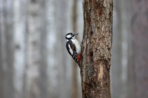 Knocks on a tree Stock Photos