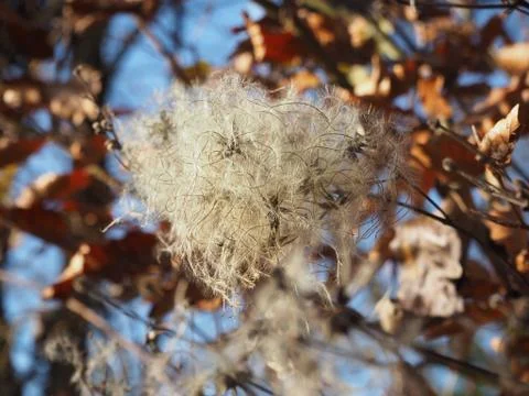 Knoeterich Stock Photos