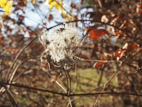 Knoeterich2 Stock Photos