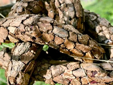 Knot from branches, closeup Foto stock
