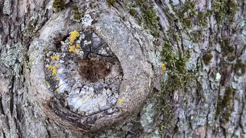 Knot hole in old apple tree, tree bark, biodiversity Stock Footage 345035234