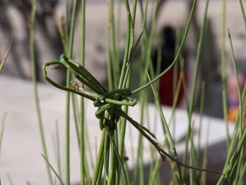 The knot 스톡 사진