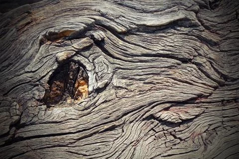 Knot on real oak wood, artistic nature ( texture, Quercus robur ) Stock Photos