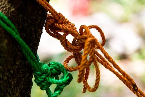 Knot rope in tree Stock Photos