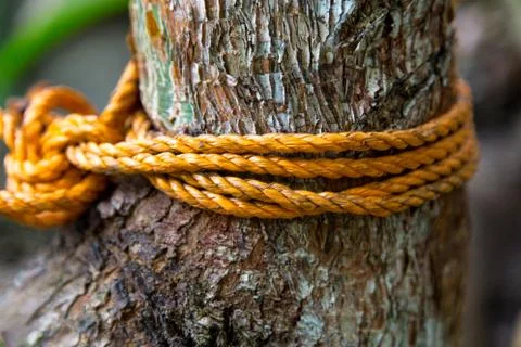 Knot rope in tree Stock Photos