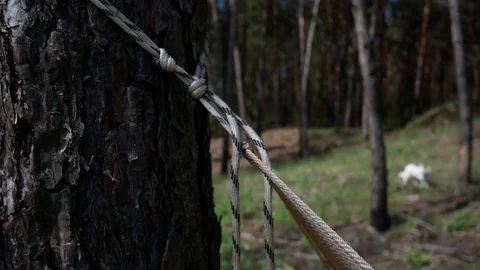 Knot of ropes on a pine tree in the forest. hammock mount. Stock Footage 74610580