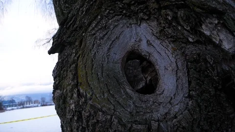 Knot in tree Vídeo Stock 122229809