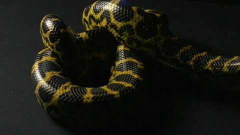 Knot of yellow anaconda Stock Footage 88775309