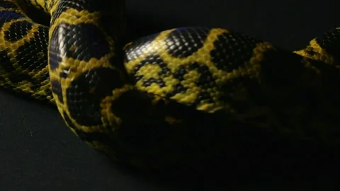 Knot of yellow python Stock-Footage 88776950