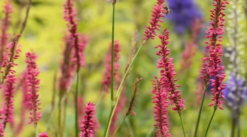 Knotgrass (Bistorta amplexicaulis 'Firetail' syn. Polygonum amplexicaule Stock Footage 12902871