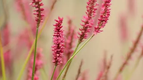 Knotgrass (Bistorta amplexicaulis 'Firetail' syn. Polygonum amplexicaule Stock Footage 12903757