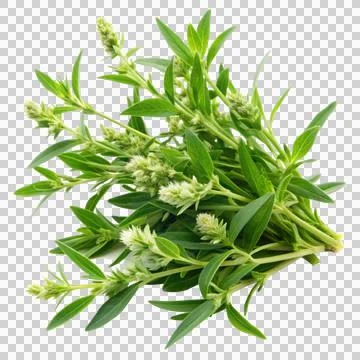 Knotgrass-isolated-on-white-background Stock Photos