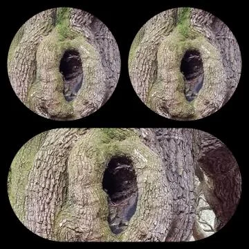 Knothole Face (1) Stock Photos