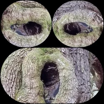 Knothole Face (12) Stock-Fotos