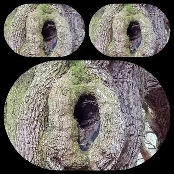 Knothole Face (13) Foto stock