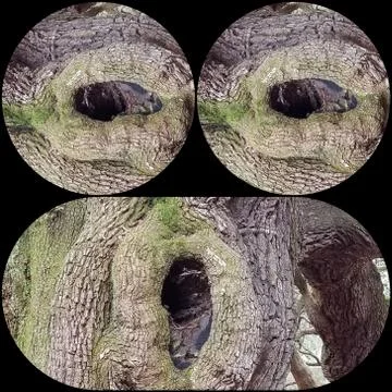 Knothole Face (2) Stock Photos