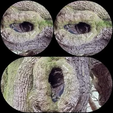 Knothole Face (6) Stock Photos