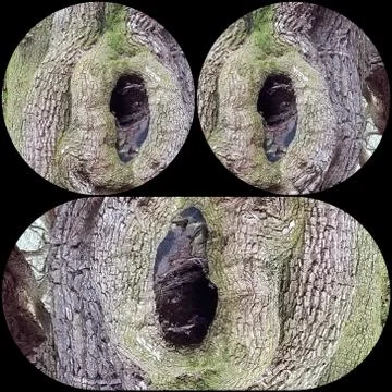 Knothole Face (8) Stock Photos
