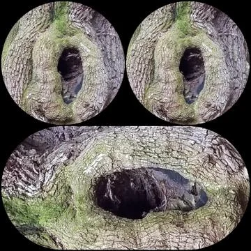 Knothole Face (9) Stock Photos