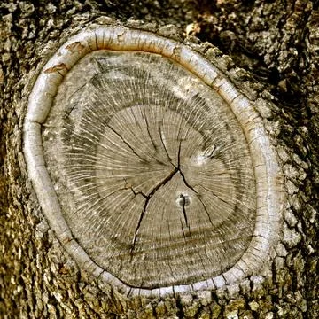 Knothole 스톡 사진