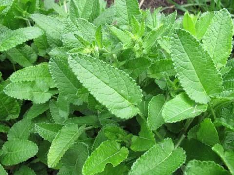 Knotroot, Stachys affinis Stock Photos