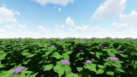 Knotted Cranesbill Purple Stock-Footage 340154455