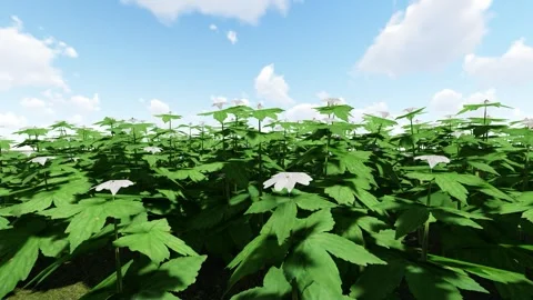 Knotted Cranesbill White 動画素材 340152158